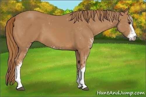 Horse Color:Unknown 