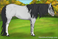 Horse Color:Classic Champagne Chinchilla Dun 