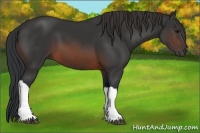 Horse Color:Brown 