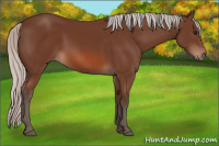 Horse Color:Silver Bay 