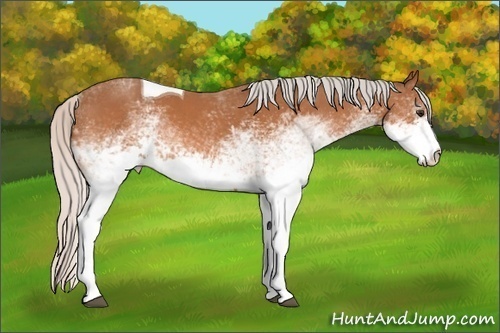 Horse Color: White Spotted Silver Bay Tobiano 