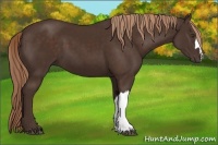 Horse Color:Liver Chestnut 