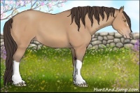 Horse Color:Amber Champagne 