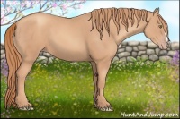 Horse Color:Gold Champagne 