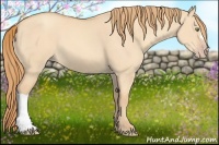 Horse Color:Gold Champagne Dun 