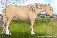 Horse Color:Gold Champagne