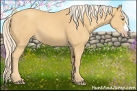 Horse Color:Gold Cream Champagne 