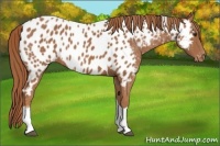 Horse Color:Chestnut Tobiano Near Leopard 