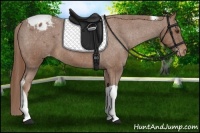 Horse Color:Chestnut Tobiano Appaloosa 