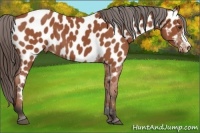 Horse Color:Bay Appaloosa 