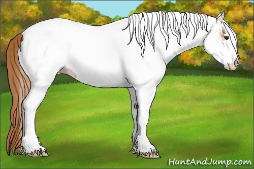 Horse Color: White Spotted Chestnut 