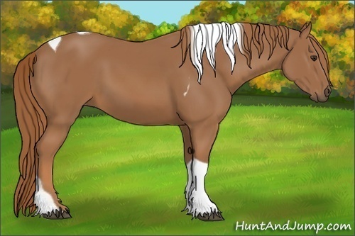Horse Color: Chestnut Tobiano 