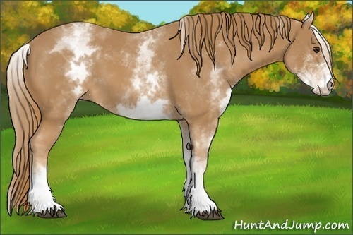Horse Color: White Spotted Chestnut 