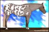 Horse Color:Liver Red Roan Appaloosa 