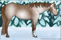 Horse Color:Gray Red Roan 