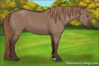 Horse Color:Liver Red Dun 