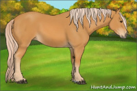 Horse Color:Palomino