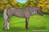 Horse Color:Silver Blue Roan 