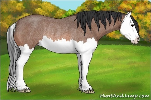 Horse Color:Bay Roan Splash Rabicano
