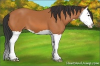 Horse Color:Bay Splash 