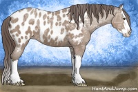 Horse Color:Classic Champagne Ice Sabino Splash Blanket 