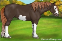 Horse Color:Liver Chestnut Splash Frame 