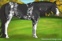 Horse Color:White Spotted Liver Chestnut