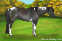 Horse Color:Buckskin Tobiano Rabicano 
