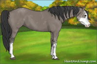 Horse Color:Grullo Sabino 