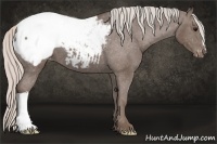 Horse Color:Silver Black Snowcap 