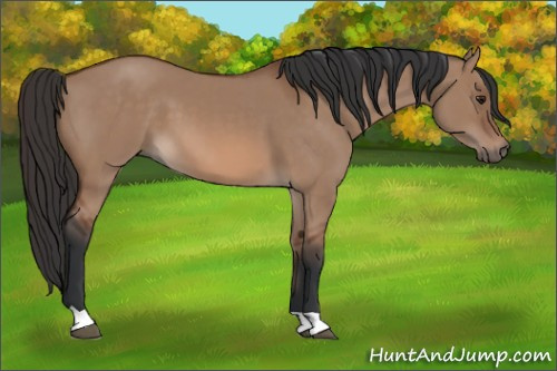 Horse Color: Bay Dun 