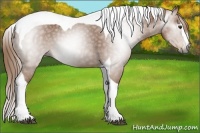 Horse Color:Gray Chestnut Splash Tobiano