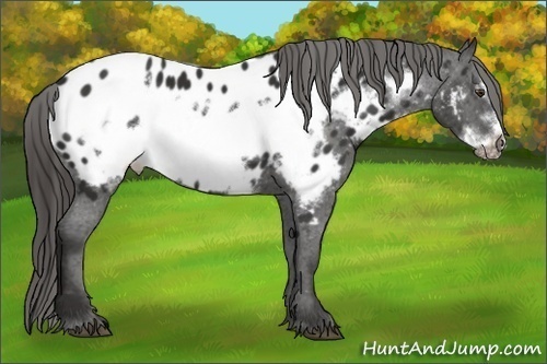 Horse Color:Liver Chestnut Frame Appaloosa 