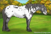 Horse Color:Liver Chestnut Frame Appaloosa
