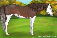Horse Color:Liver Red Roan Splash