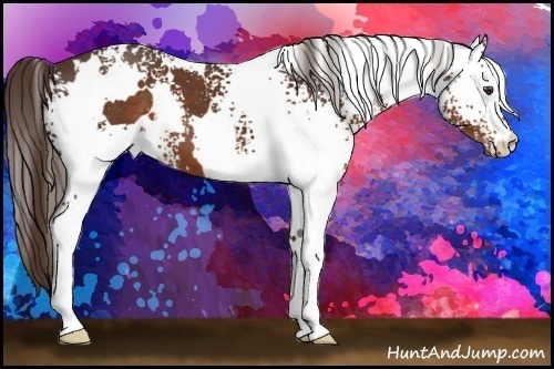 Horse Color: White Spotted Liver Chestnut 
