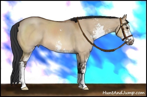 Horse Color: Bay Dun Sabino 