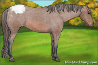 Horse Color:Bay Appaloosa 