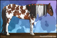 Horse Color:White Spotted Bay 