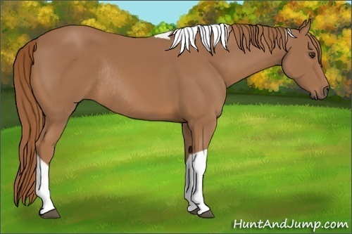 Horse Color:Chestnut Tobiano Rabicano 