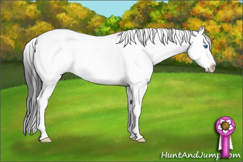Horse Color: Black Sabino Splash 