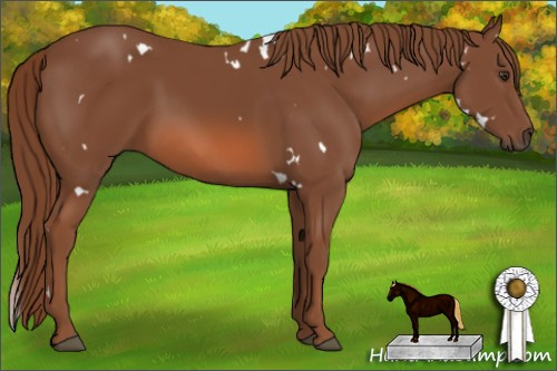 Horse Color: White Spotted Liver Chestnut 