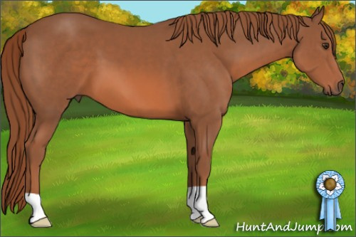 Horse Color: Liver Chestnut 