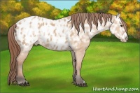 Horse Color:Bay Ice Dun Frame Appaloosa 