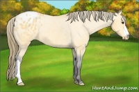 Horse Color:Buckskin Blanket 