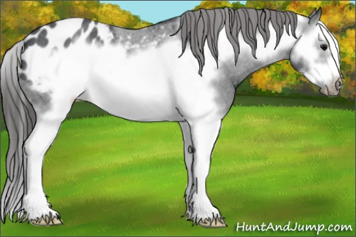 Horse Color: Blue Roan Splash Frame Blanket 