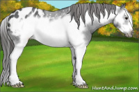 Horse Color:Blue Roan Splash Frame Appaloosa 