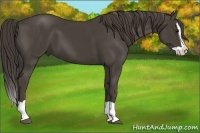 Horse Color:Smoky Black Splash 