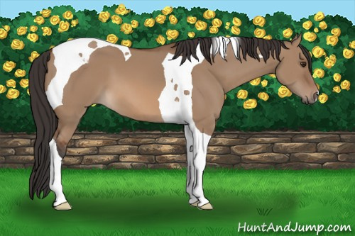 Horse Color: Bay Dun Tobiano 