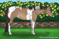 Horse Color:Bay Dun Tobiano 